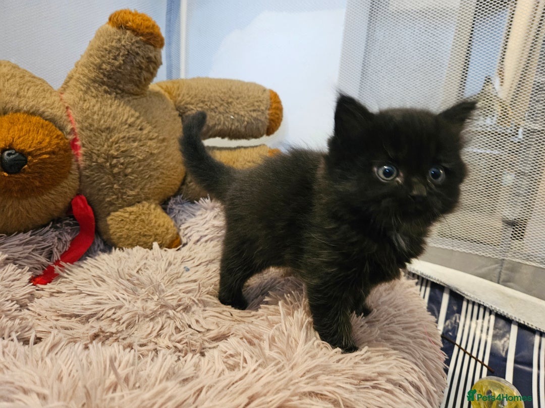 British Shorthair cats for sale: 4 lovely kittens - Image 6