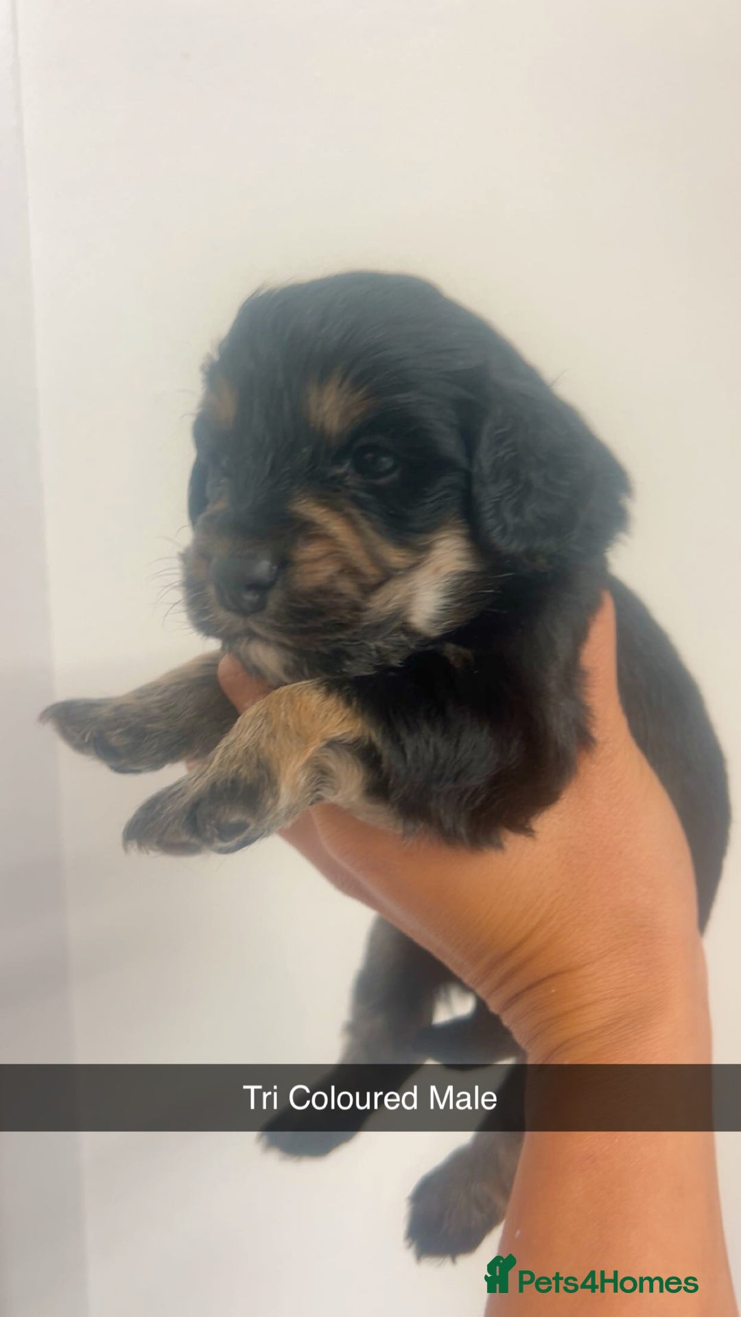 Cockapoo dogs for sale: Beautiful cockapoo family litter  - Image 2