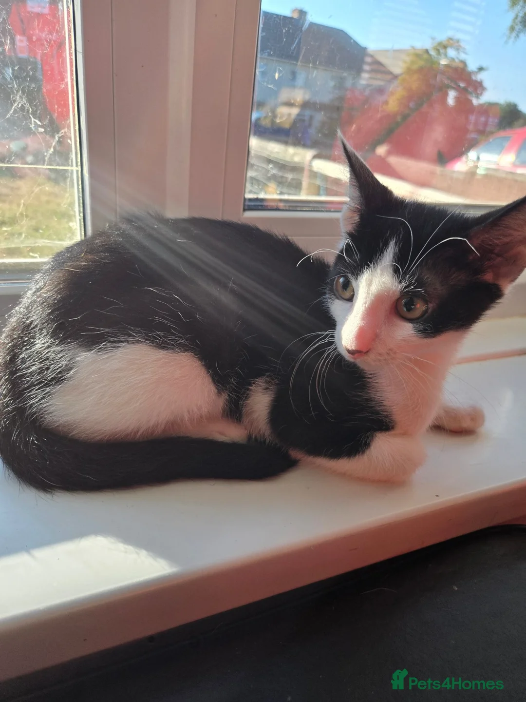 Mixed Breed cats for sale: Sphynx mix - Advert 2