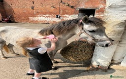 Welsh Section B horses for sale: 12.2 Welsh B Mare  - Image 4