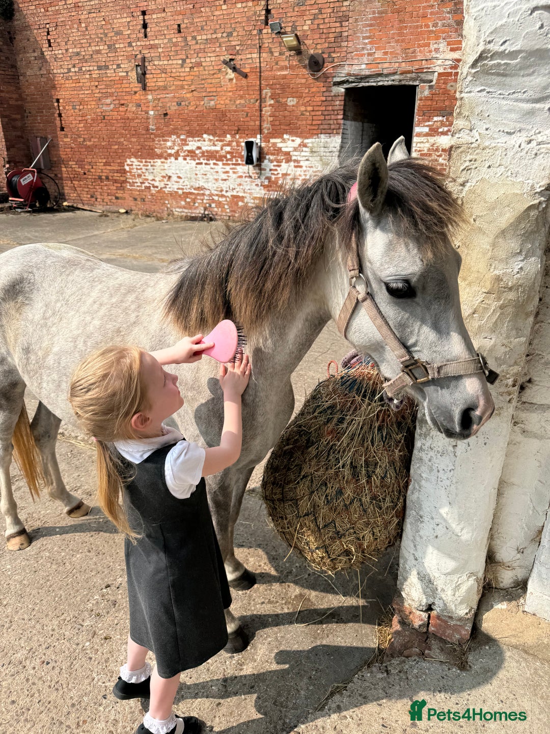 Welsh Section B horses for sale: 12.2 Welsh B Mare  - Image 4