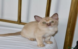 Burmese cats for sale: Beautiful Burmese  - Image 4