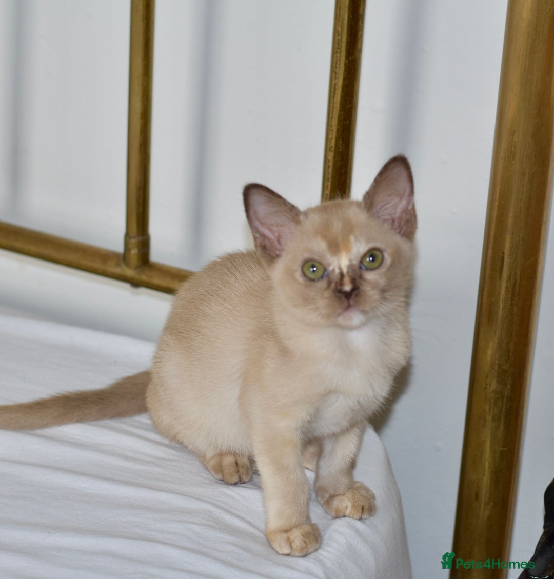 Burmese cats for sale: Beautiful Burmese  - Image 4