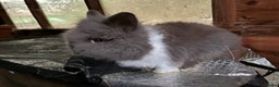 Lionhead rabbits for sale: 3 stunning lionhead babies  - Advert 2
