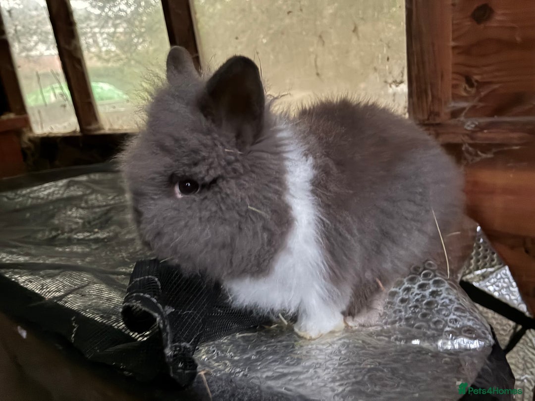 Lionhead rabbits for sale: 3 stunning lionhead babies  - Advert 2