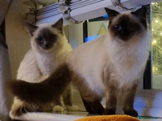 Ragdoll cats in Neath - Advert 12