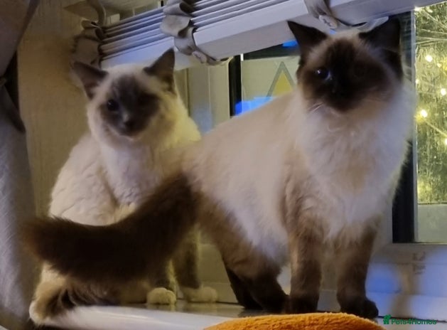 Ragdoll cats in Neath - Advert 4