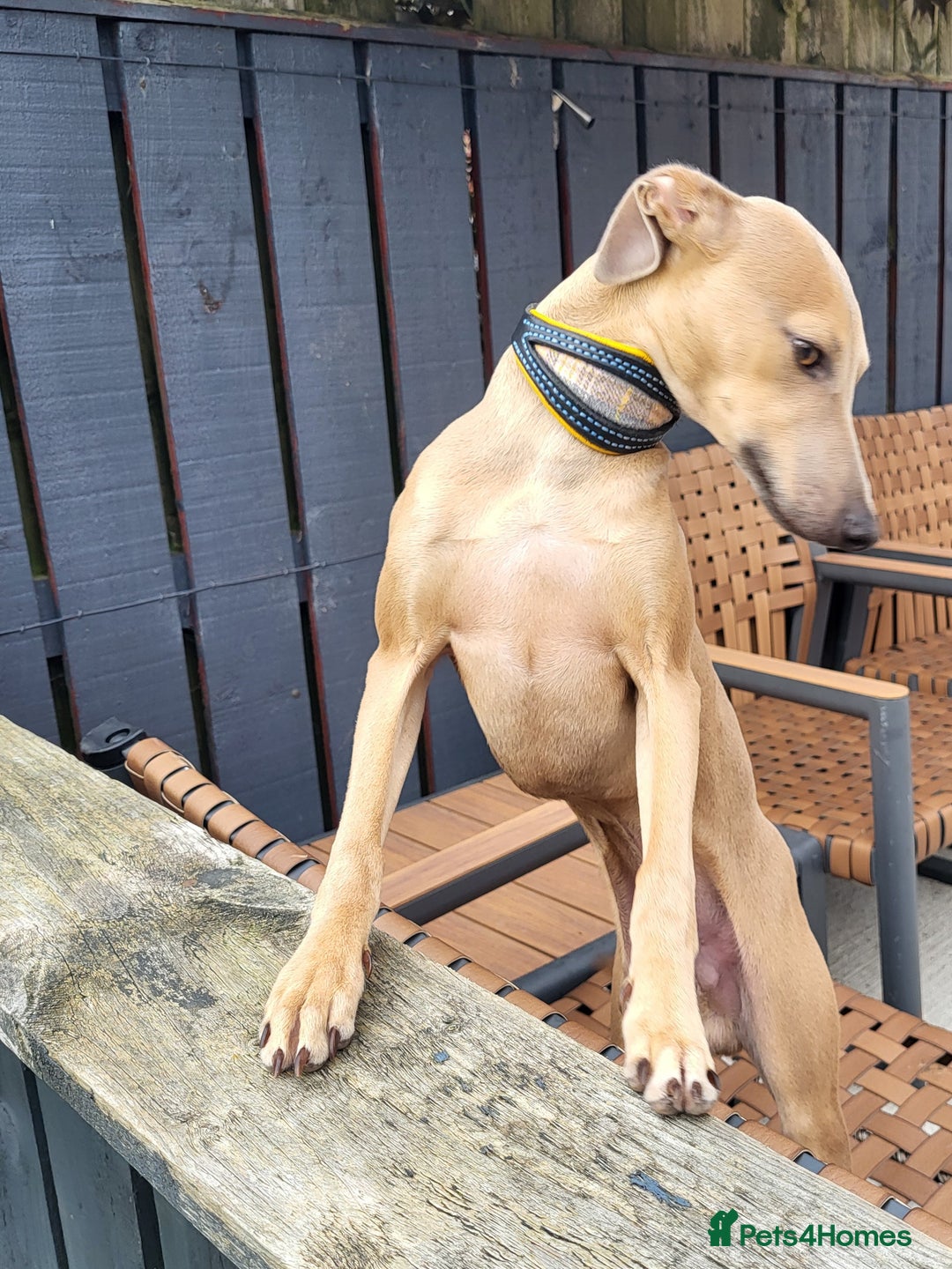 Italian Greyhound dogs for stud: Italian greyhound for stud  - Advert 8