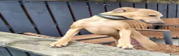 Italian Greyhound dogs for stud: Italian greyhound for stud  - Advert 8