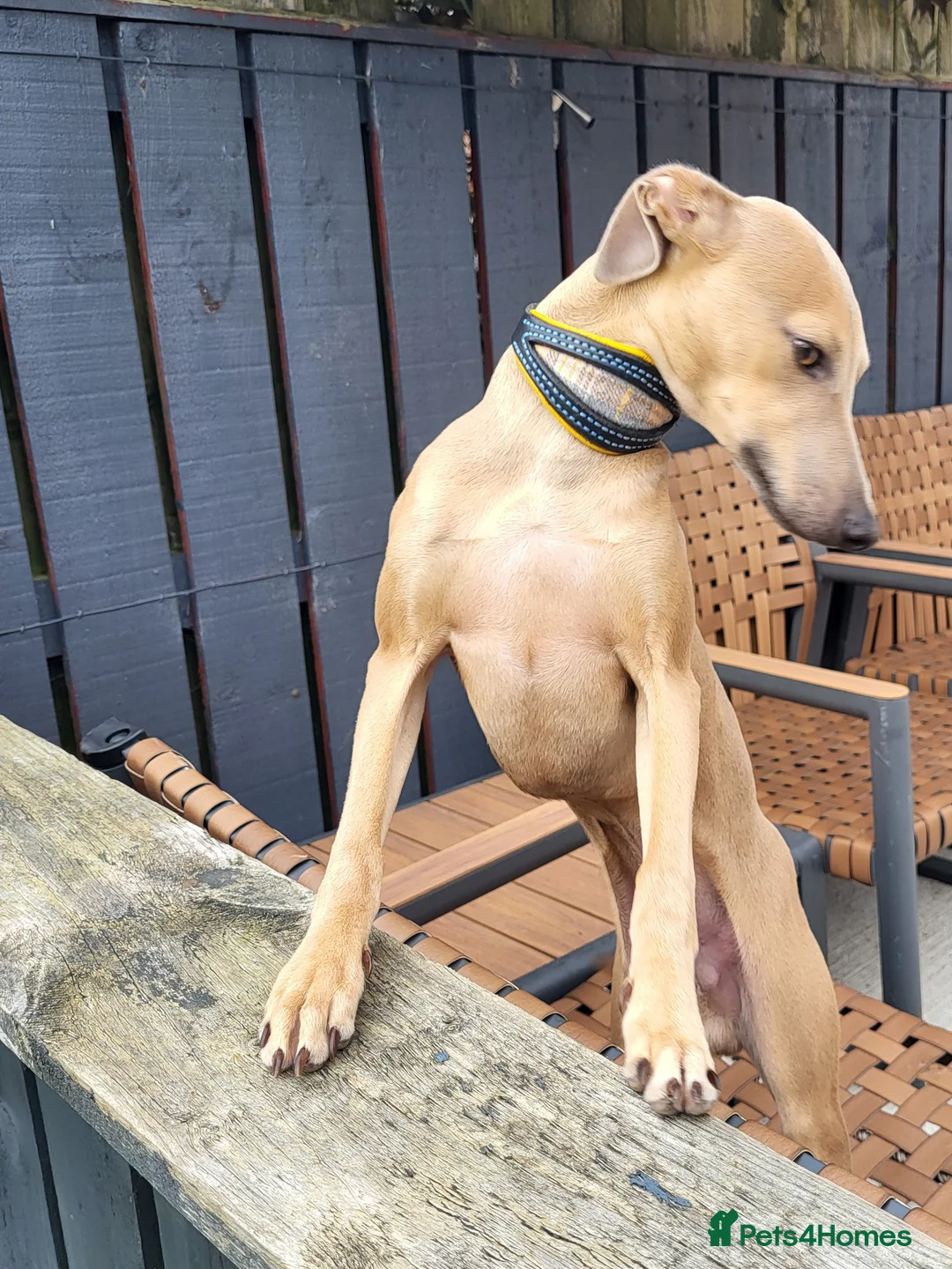 Italian Greyhound dogs for stud: Italian greyhound for stud  - Advert 8