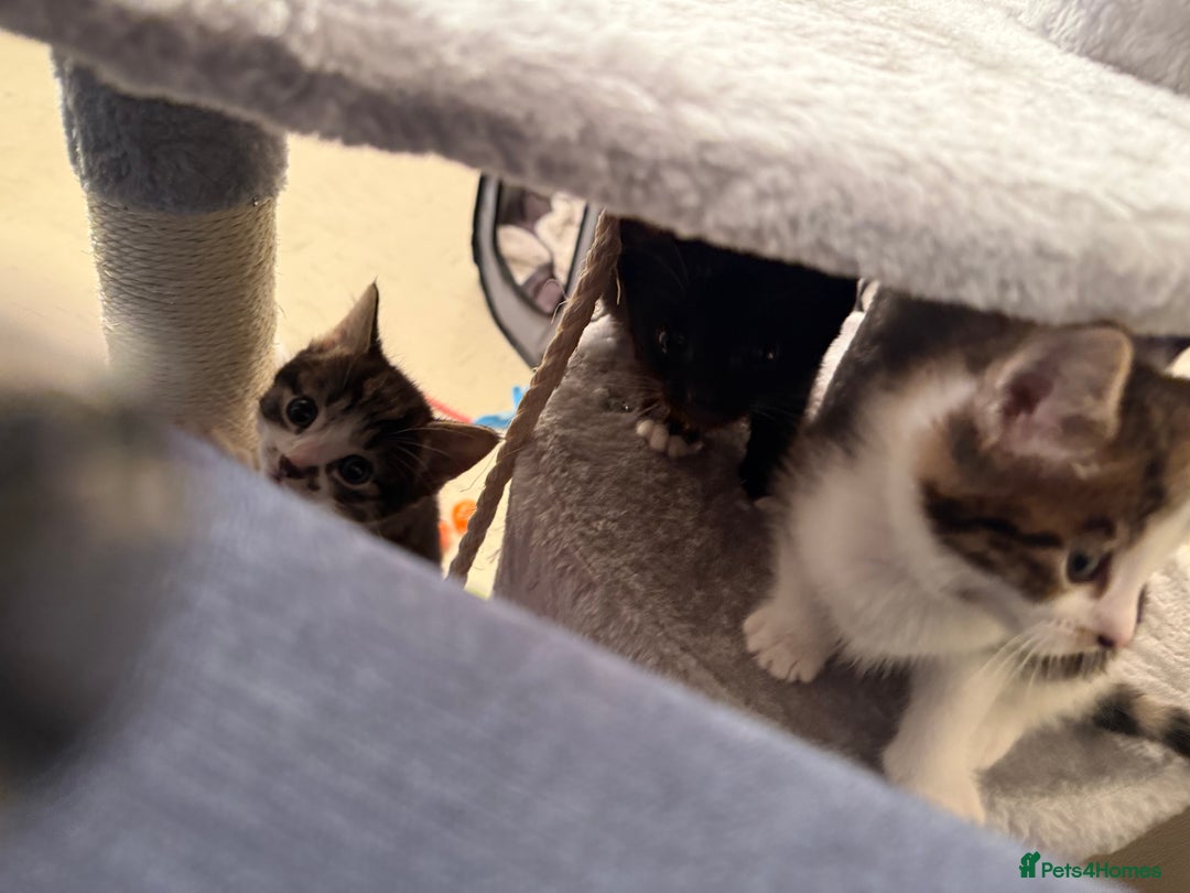 Mixed Breed cats for sale: 4 Lovely Kittens - Advert 7