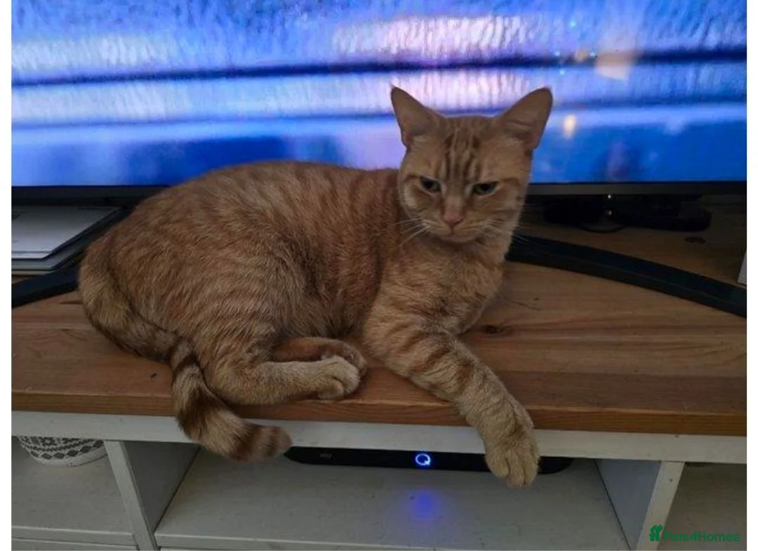 British Shorthair cats for sale: Female looking for home - Advert 4
