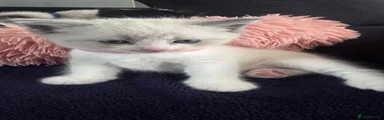 Ragdoll Kitten 1