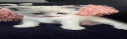 Ragdoll cats for sale: Gorgeous Ragdoll Kittens – 2 Boys, 2 Girls - Advert 12