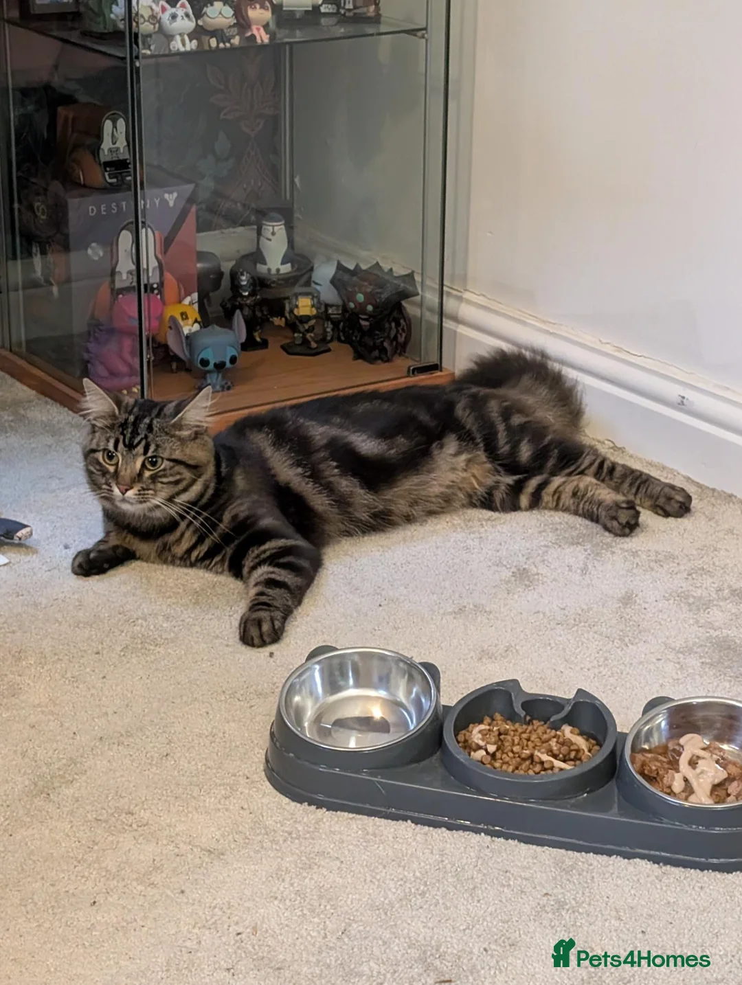 Mixed Breed cats for sale: Mixed Breed Maine Coone and Tabby to Rehome in Halifax - Advert 5
