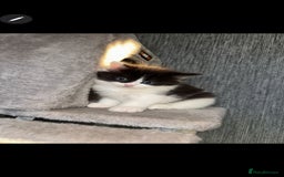 Ragdoll cats for sale: Ragdoll x Tabby Mix Kittens - Image 13