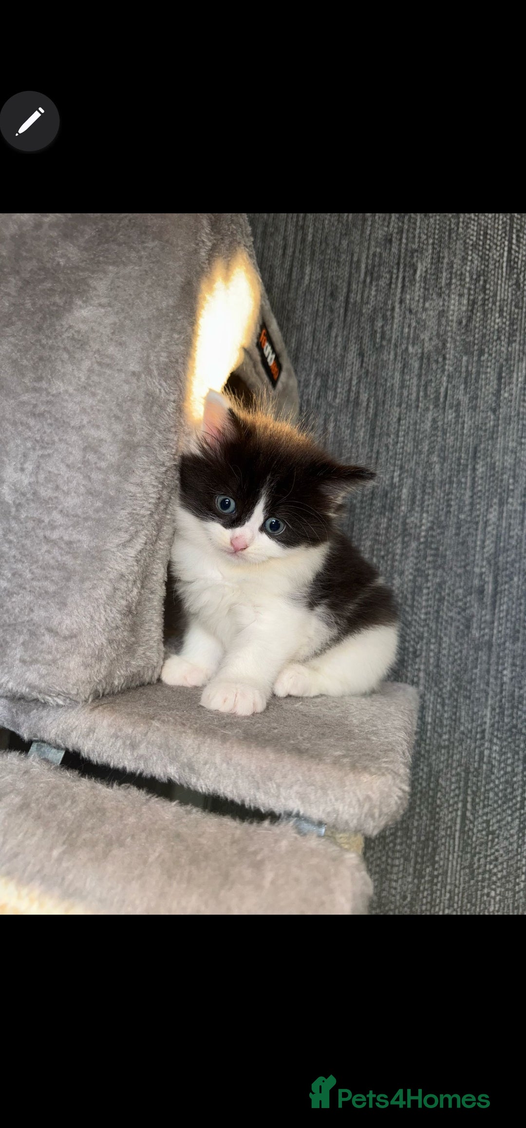 Ragdoll cats for sale: Ragdoll x Tabby Mix Kittens - Image 13