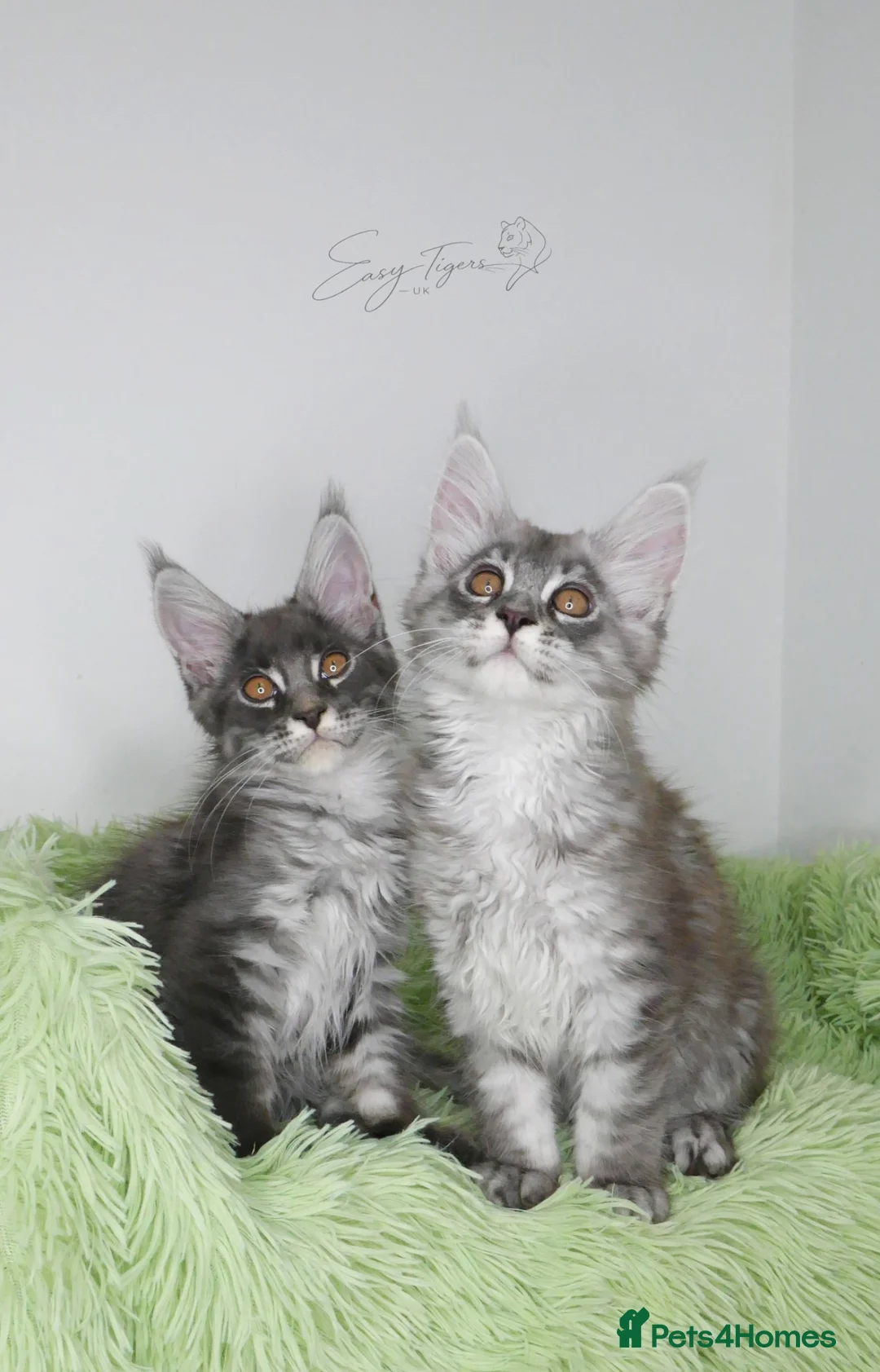 Maine Coon cats for sale:     Limited Summer Offer – Reduced Kitten Prices - Advert 21