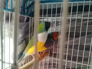 Finches birds Gouldian finches for sale - Advert 13