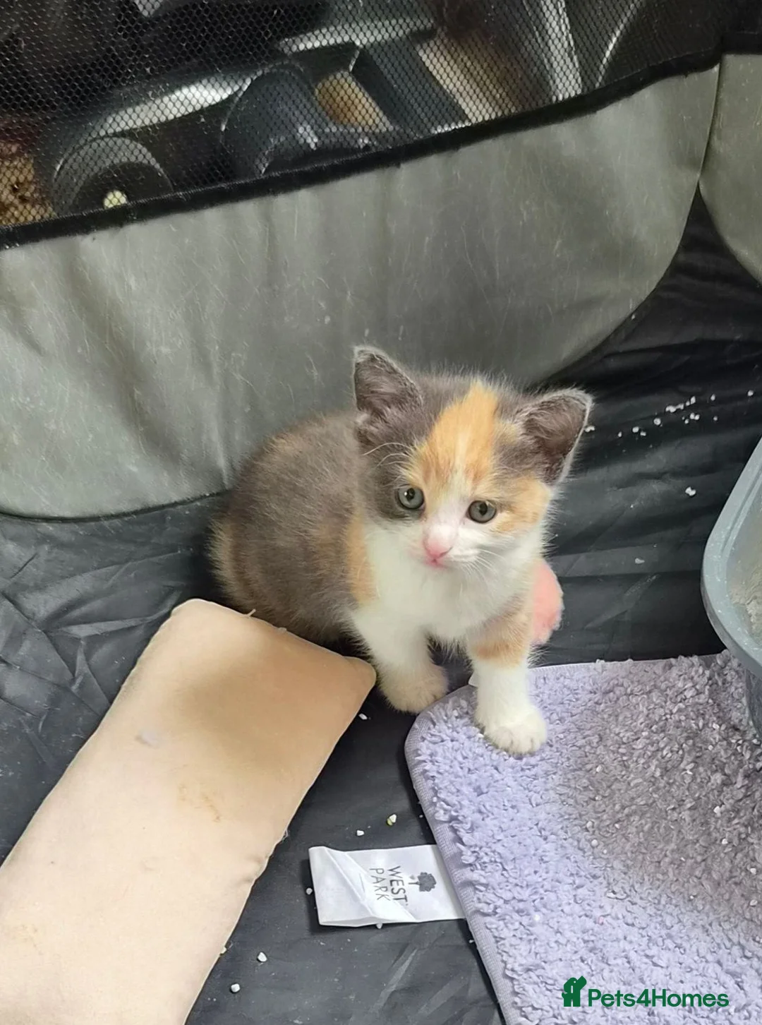Mixed Breed cats for sale: Adorable kittens for sale  - Advert 2
