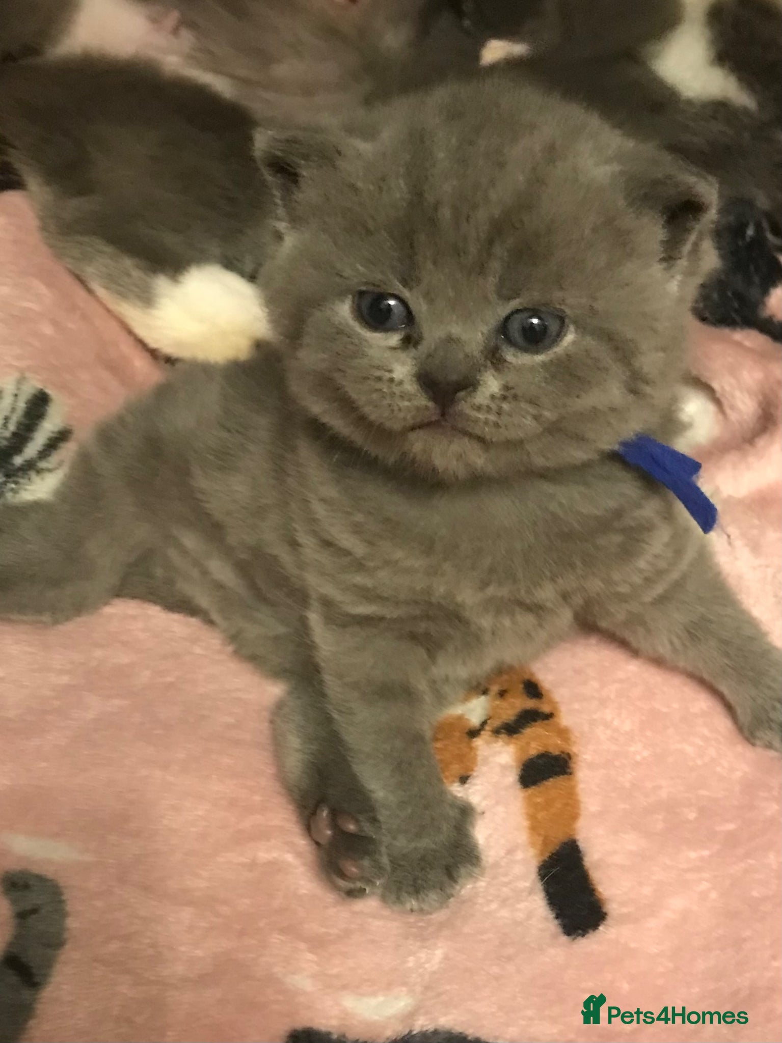 British Shorthair cats GCCF Registered Bi-colour and Blue Kittens - Advert 5