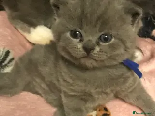 British Shorthair cats GCCF Registered Bi-colour and Blue Kittens - Advert 5