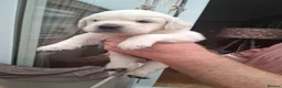 Golden Retriever dogs for sale: Stunning Golden Retriever Puppies  - Advert 16