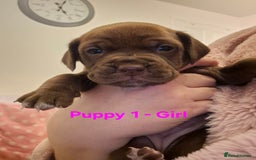 Mixed Breed dogs for sale: Cockerbull Puppies - Image 12