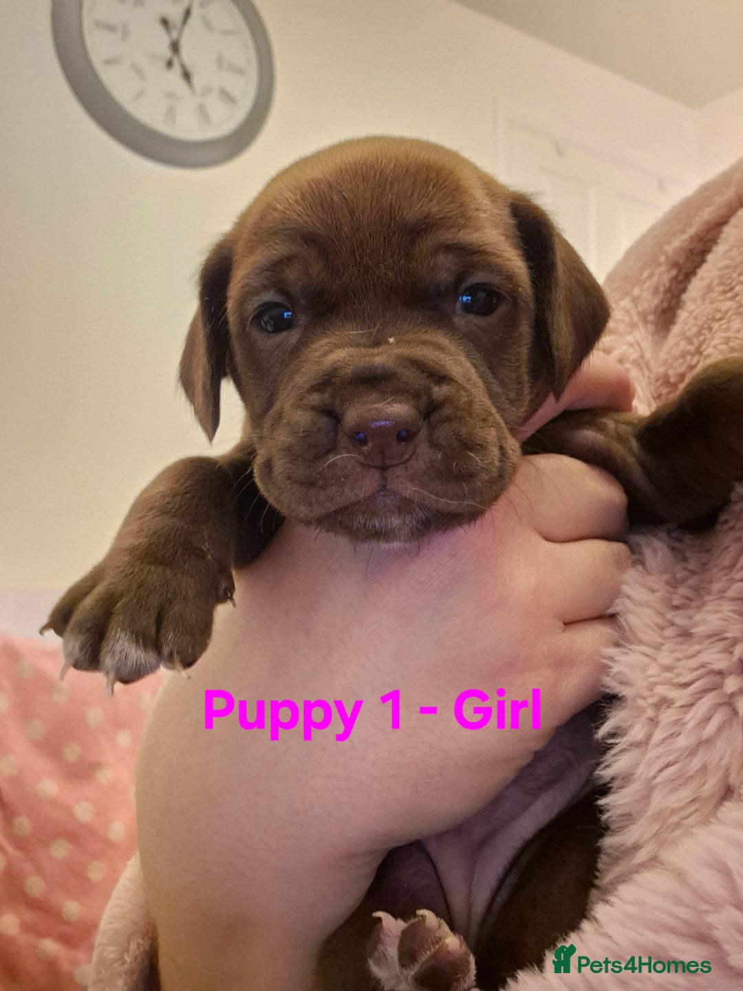 Mixed Breed dogs for sale: Cockerbull Puppies - Image 12