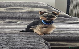 Yorkshire Terrier dogs for stud: Gorgeous tiny black and brown yorkshire terrier  in Hereford - Image 1