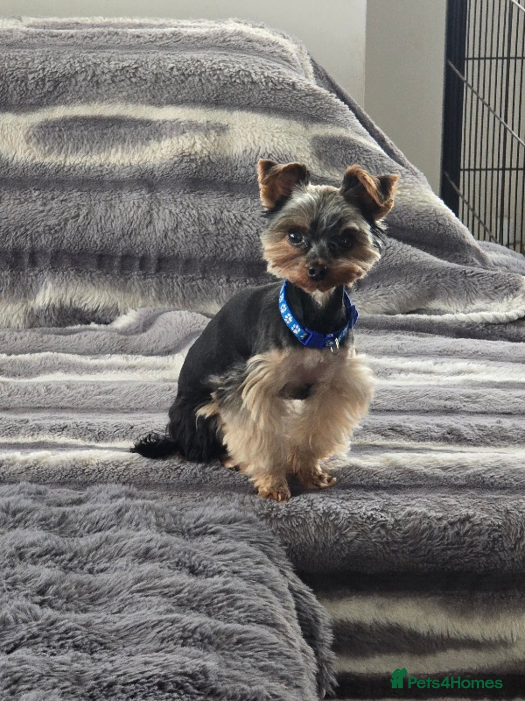 Yorkshire Terrier dogs for stud: Gorgeous tiny black and brown yorkshire terrier  in Hereford - Image 1