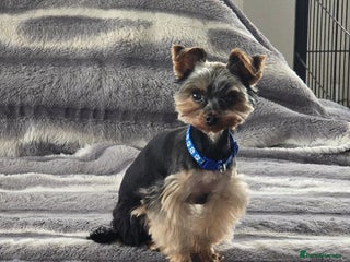 Yorkshire Terrier dogs in Hereford - Advert 6