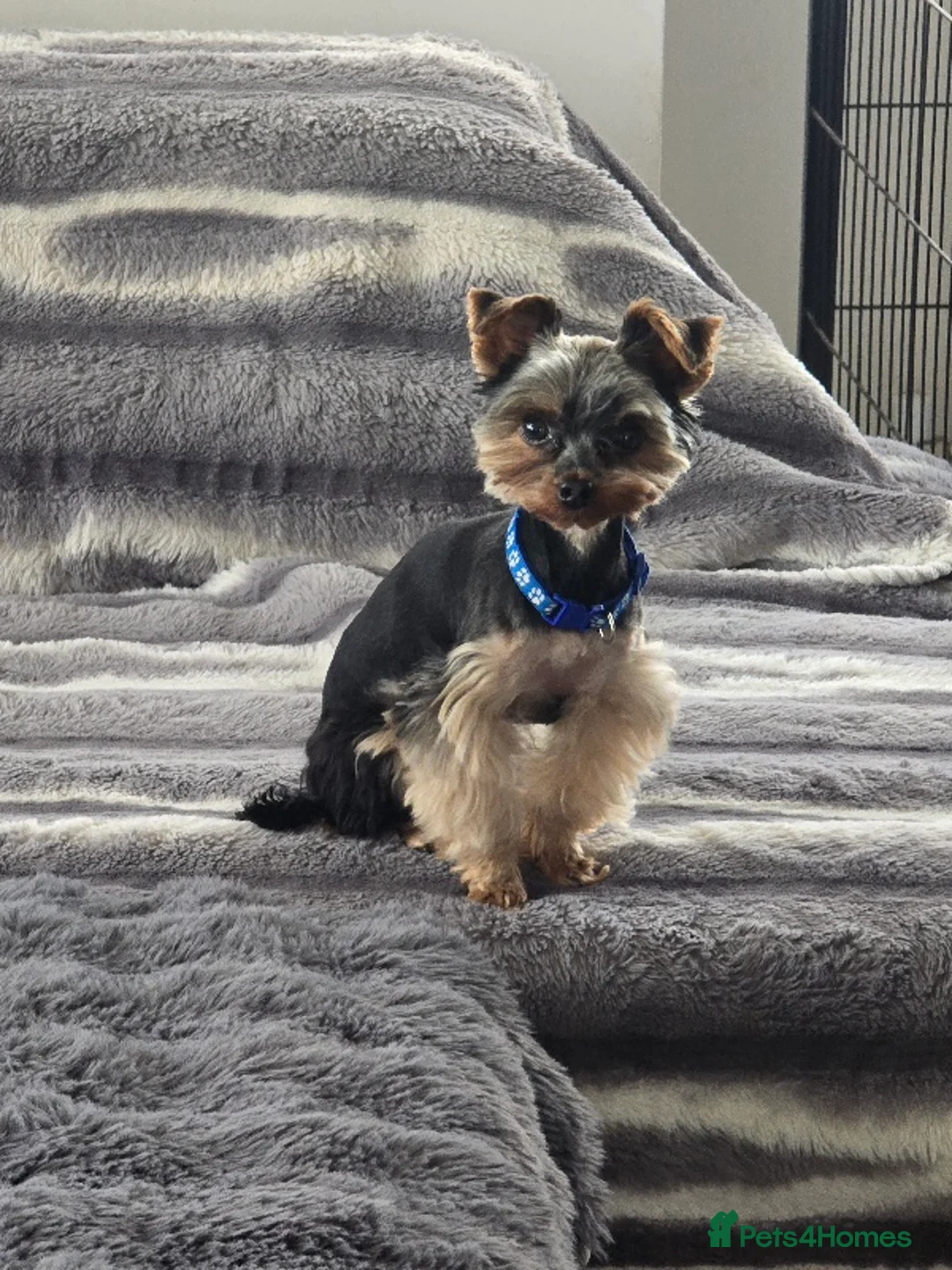 Yorkshire Terrier dogs for stud: Gorgeous tiny black&brown yorkshire terrier stud   in Hereford - Advert 1