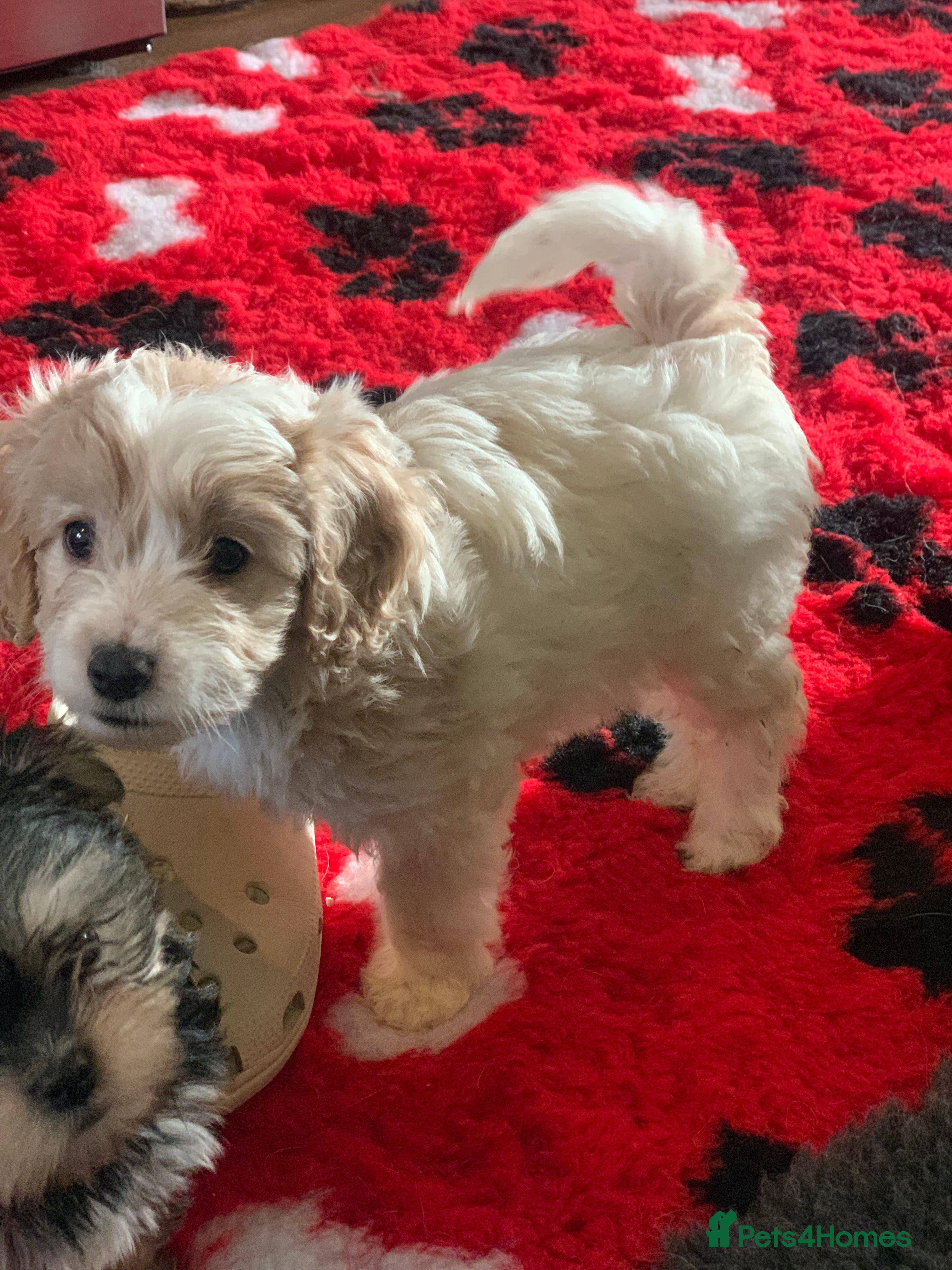 Cavapoo dogs Beautiful F2 cavapoo girls  - Advert 4