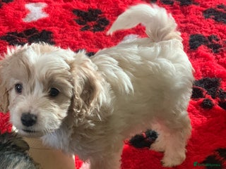 Cavapoo dogs Beautiful F2 cavapoo girls - Advert 4