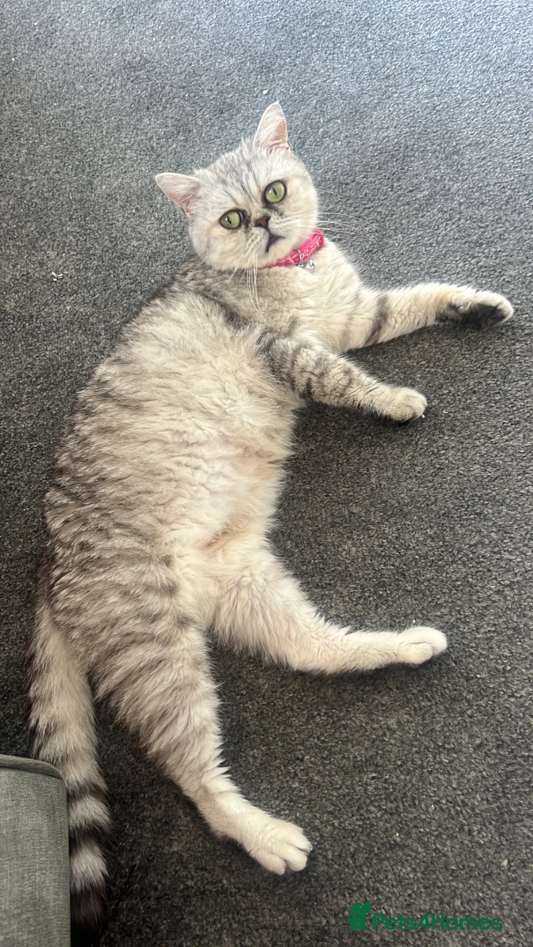 British Shorthair cats for sale: 2 year old British shorthair  - Advert 1