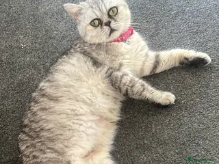 British Shorthair cats 2 year old British shorthair - Advert 1