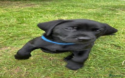 Labrador Retriever dogs for sale: Black Labradors looking for their forever homes - Image 10