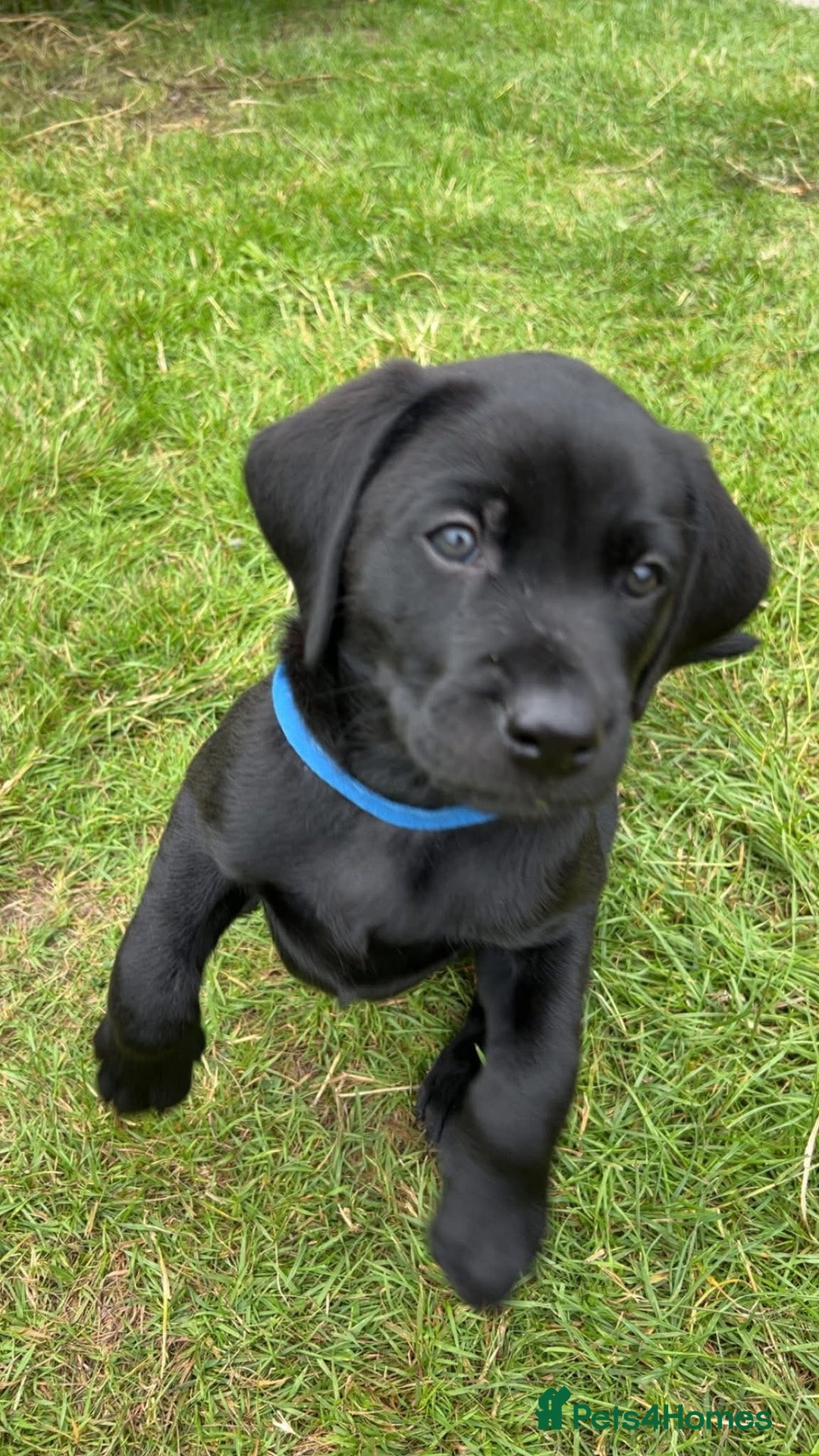 Labrador Retriever dogs for sale: Black Labradors looking for their forever homes - Image 10