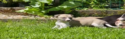 Mixed Breed dogs for sale: Whippet cross whippet lurcher - Advert 8