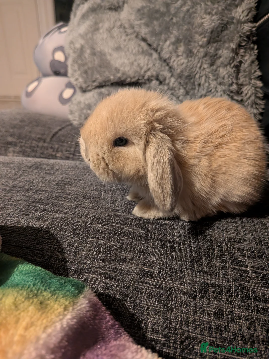 Mini Lop rabbits for sale: Mini lop babies - Advert 2