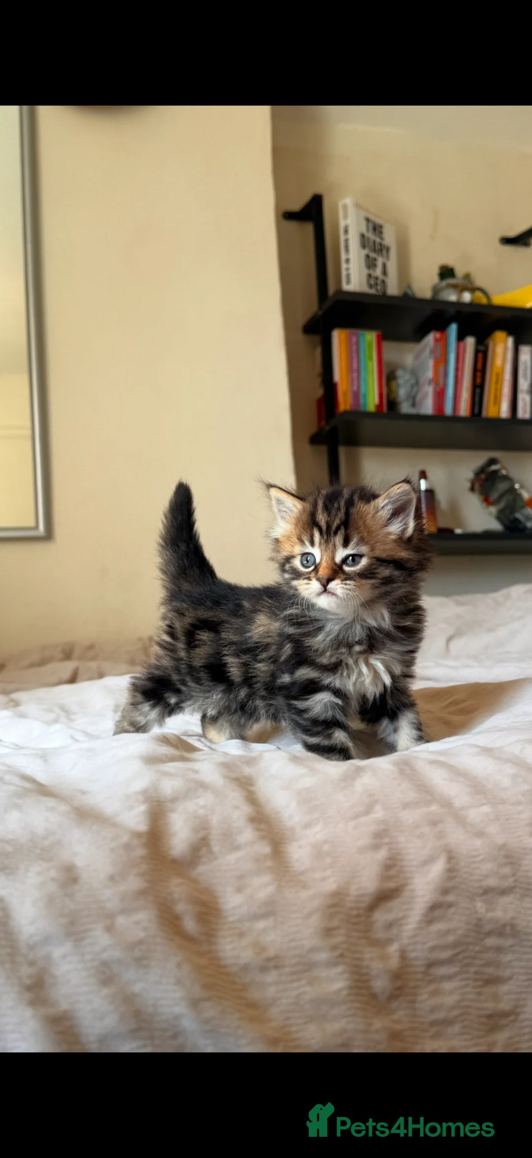 Mixed Breed cats for sale: Adorable Kittens Looking for Loving Homes 🐾 - Advert 10