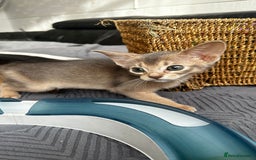 Abyssinian cats for sale: Abyssinian kittens  - Image 5