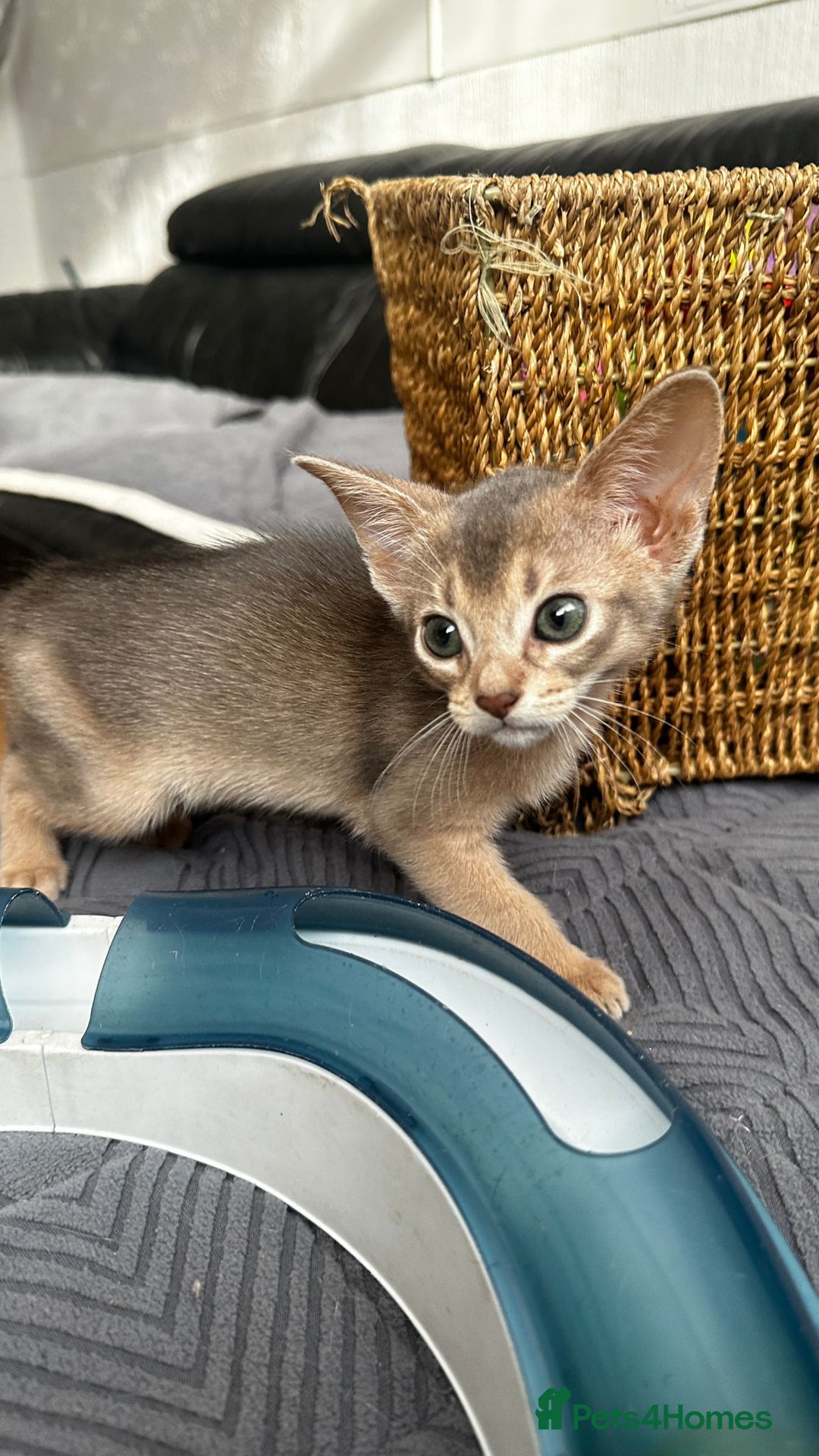 Abyssinian cats for sale: Abyssinian kittens  - Image 5