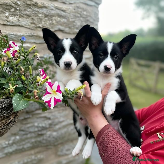 Border Collie dogs ☀️Ready-Stunning Border Collie Puppies☀️ - Advert 1