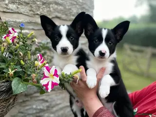 Border Collie dogs ☀️Ready-Stunning Border Collie Puppies☀️ - Advert 1