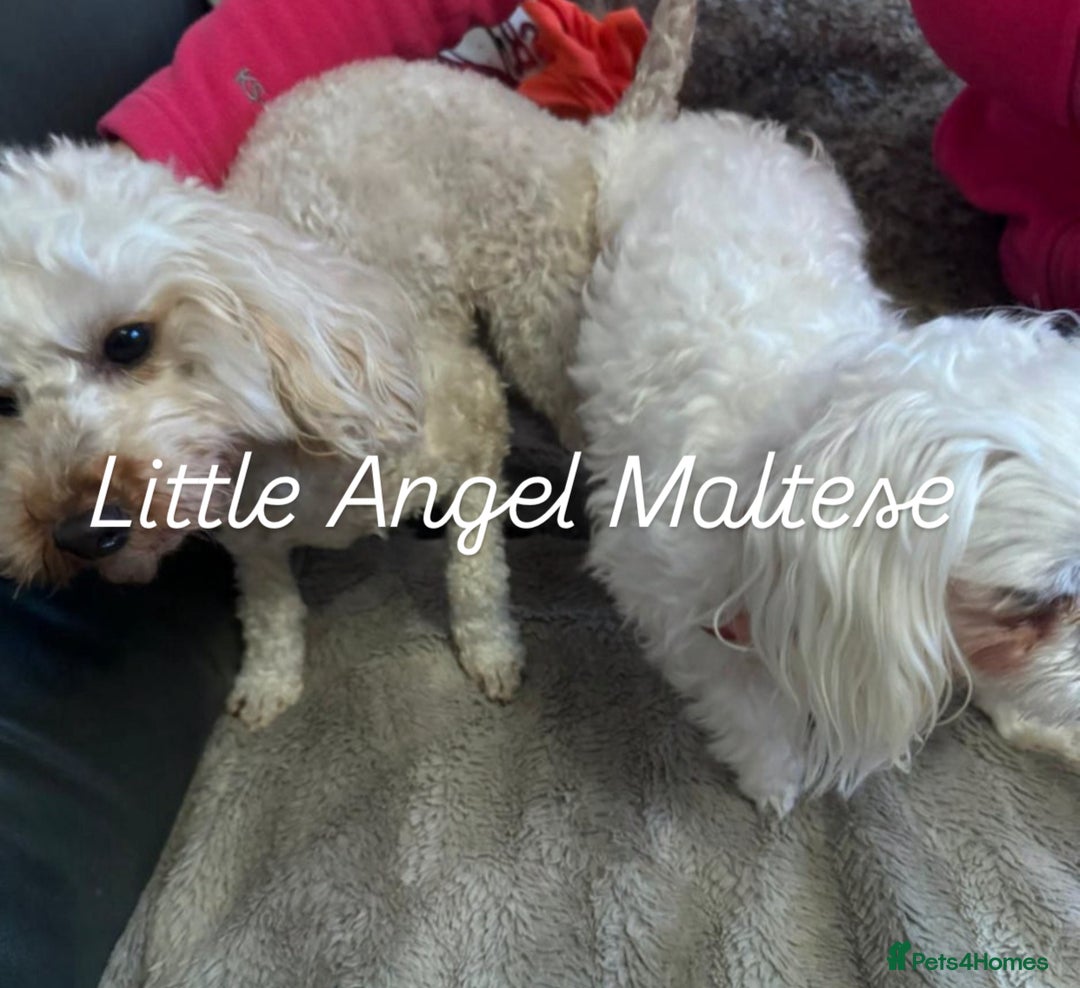 Maltese dogs for stud: 🌟Stunning KC Reg Korean Maltese boy for STUD in Waltham Cross - Advert 8