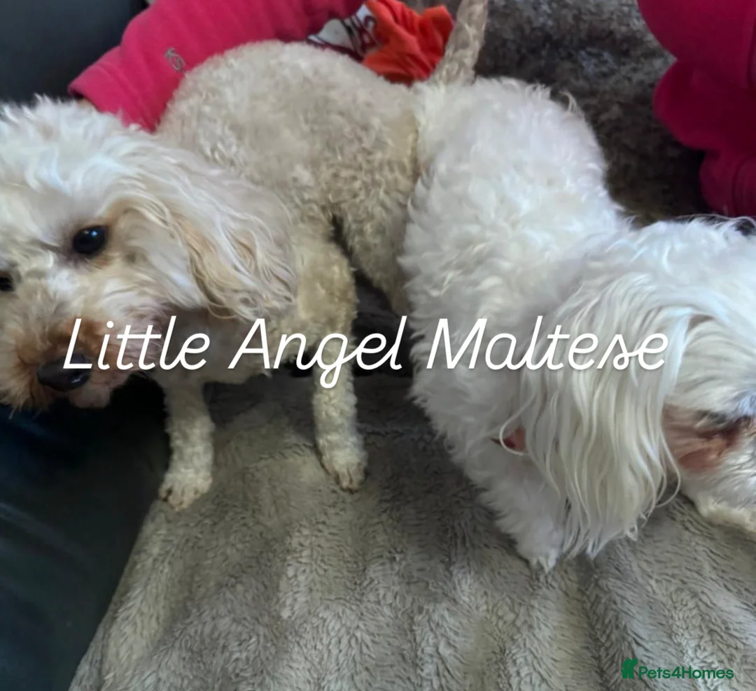 Maltese dogs for stud: 🌟Stunning KC Reg Korean Maltese boy for STUD in Waltham Cross - Advert 12
