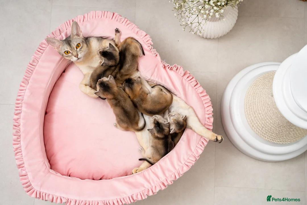 Abyssinian cats for sale: Exceptional Pedigree 6 Abyssinians-Super Friendly - Advert 1