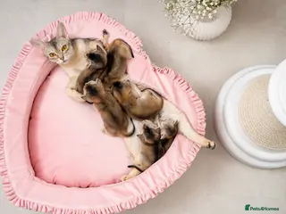 Abyssinian cats Exceptional Pedigree 6 Abyssinians-Super Friendly - Advert 1